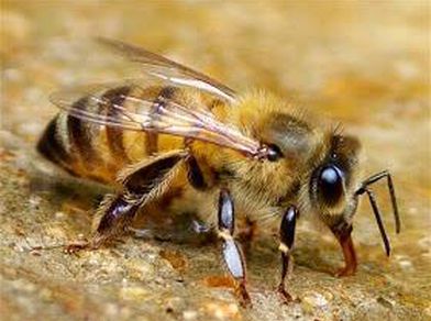 Single Bee