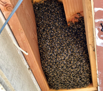    Hive Removals