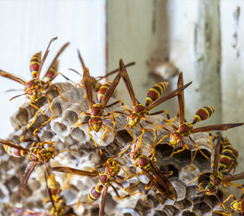  Wasp Removals