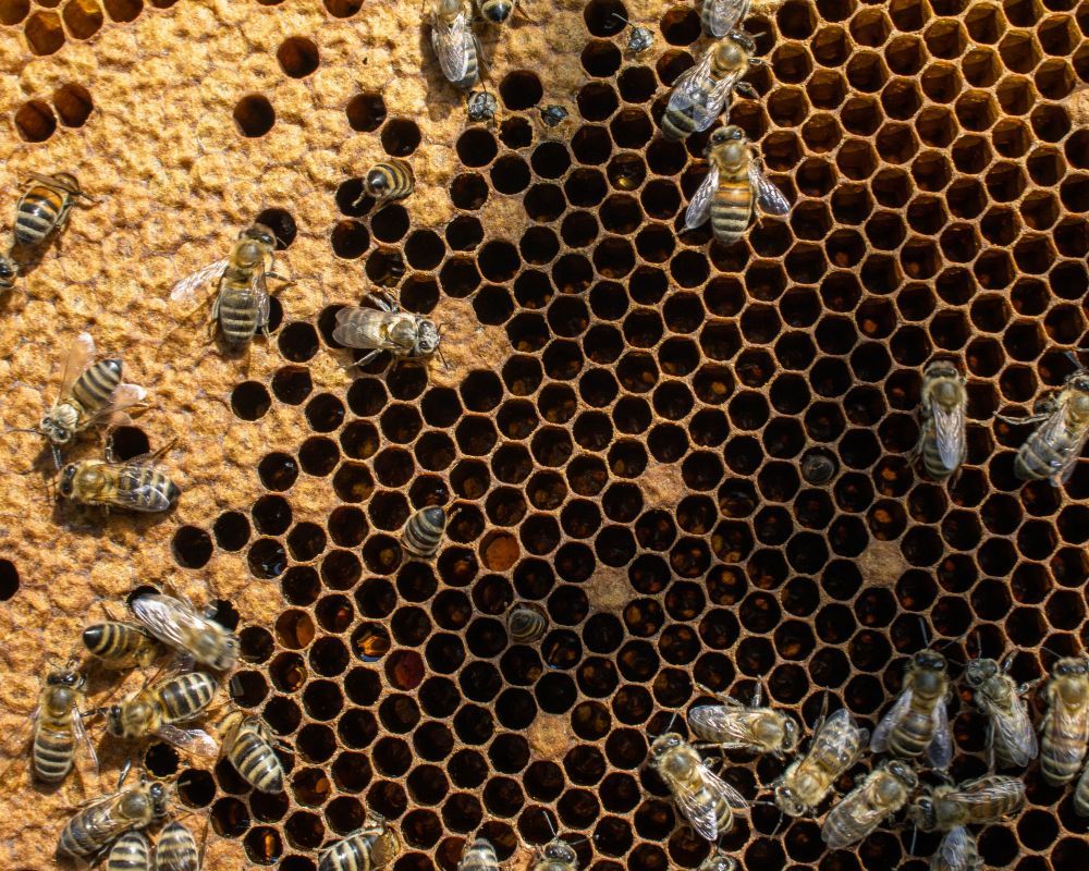 Worry-Free Bee Removal in LA: Saving Bees, One Hive at a Time