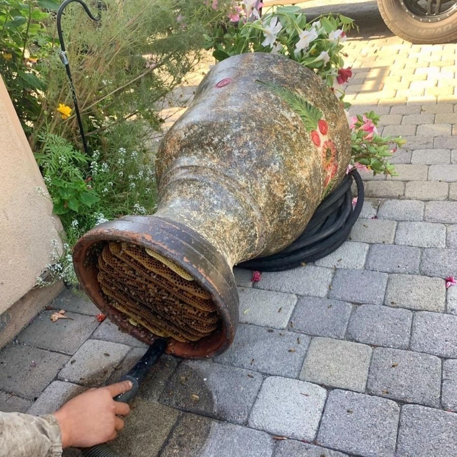 Professional Bee Hive Removal Near You