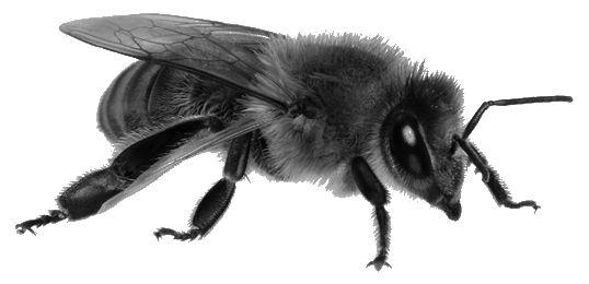 Wasp Transparent
