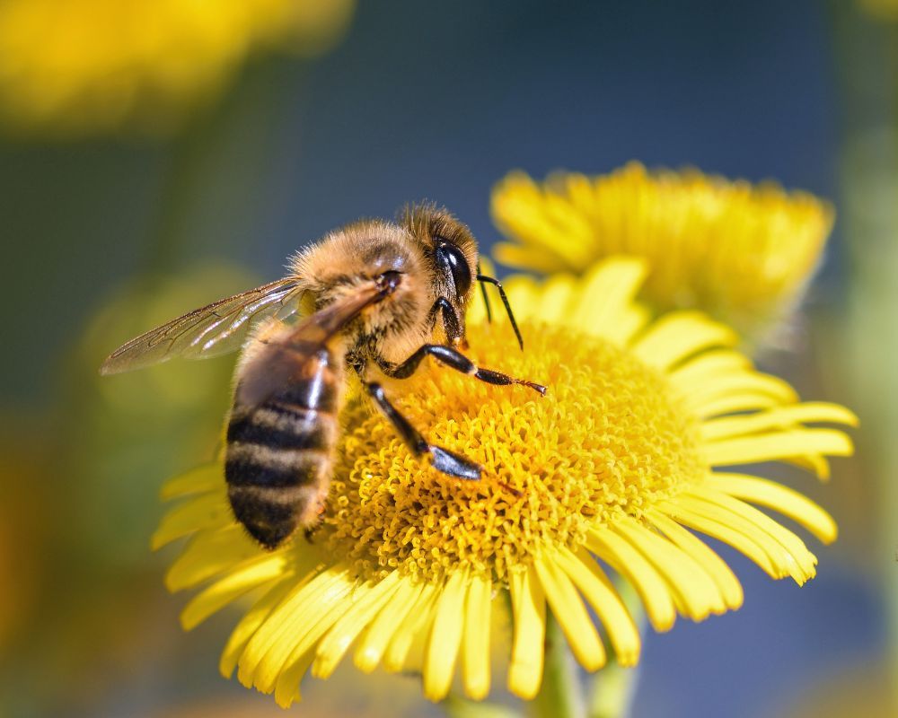 Bee Allies: How Los Angeles is Leading the Charge in Humane Bee Removal