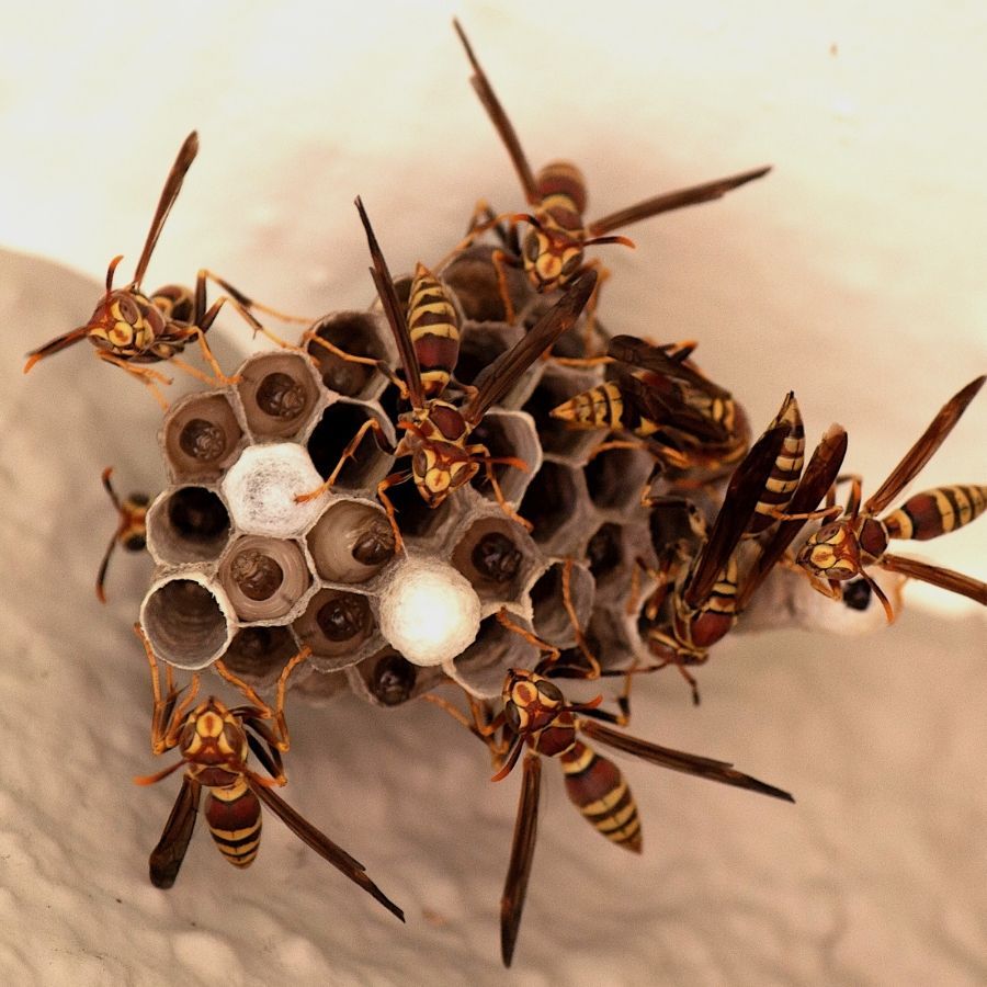 Professional Wasp Removal Near You