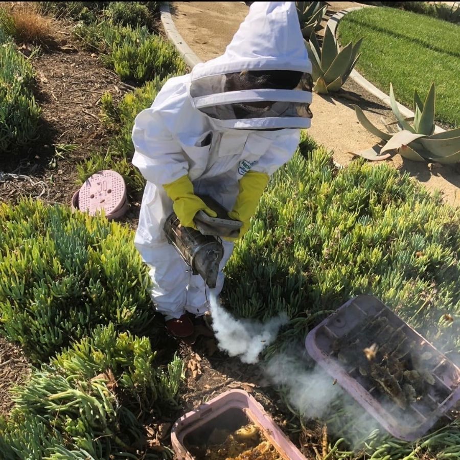 Bee Removal In Apple Valley CA