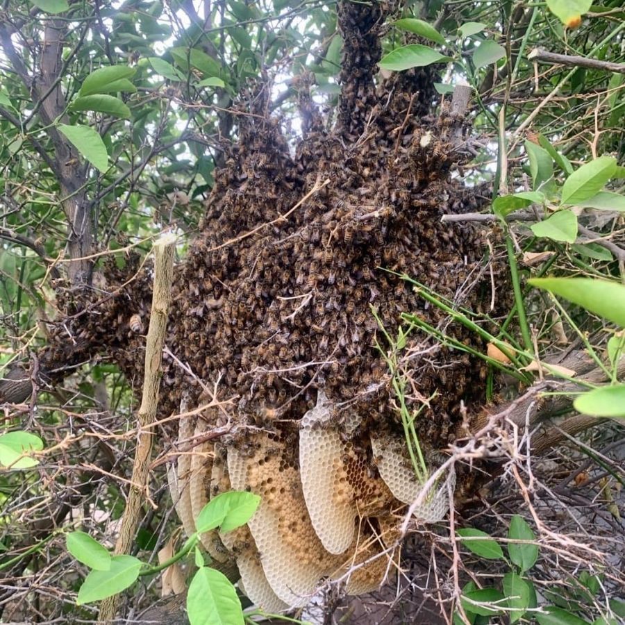 Bee Hive Removal in Victorville CA