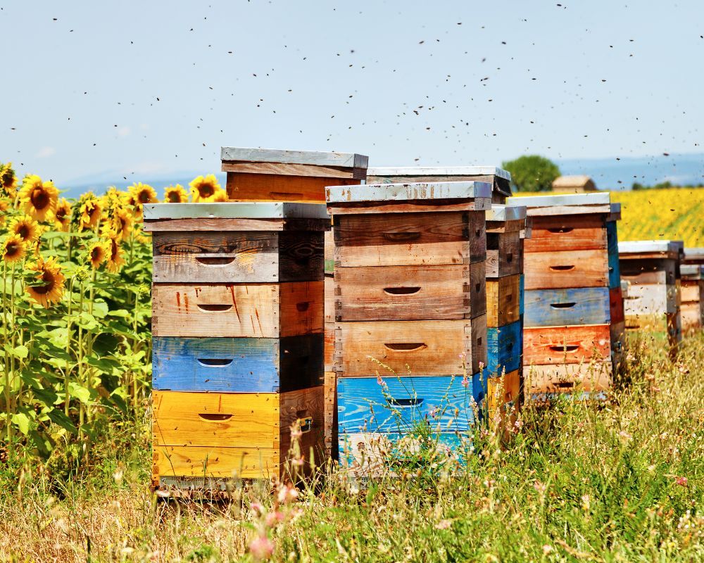 From Hives to Havens: Transforming Bee Removal into Conservation Efforts in LA