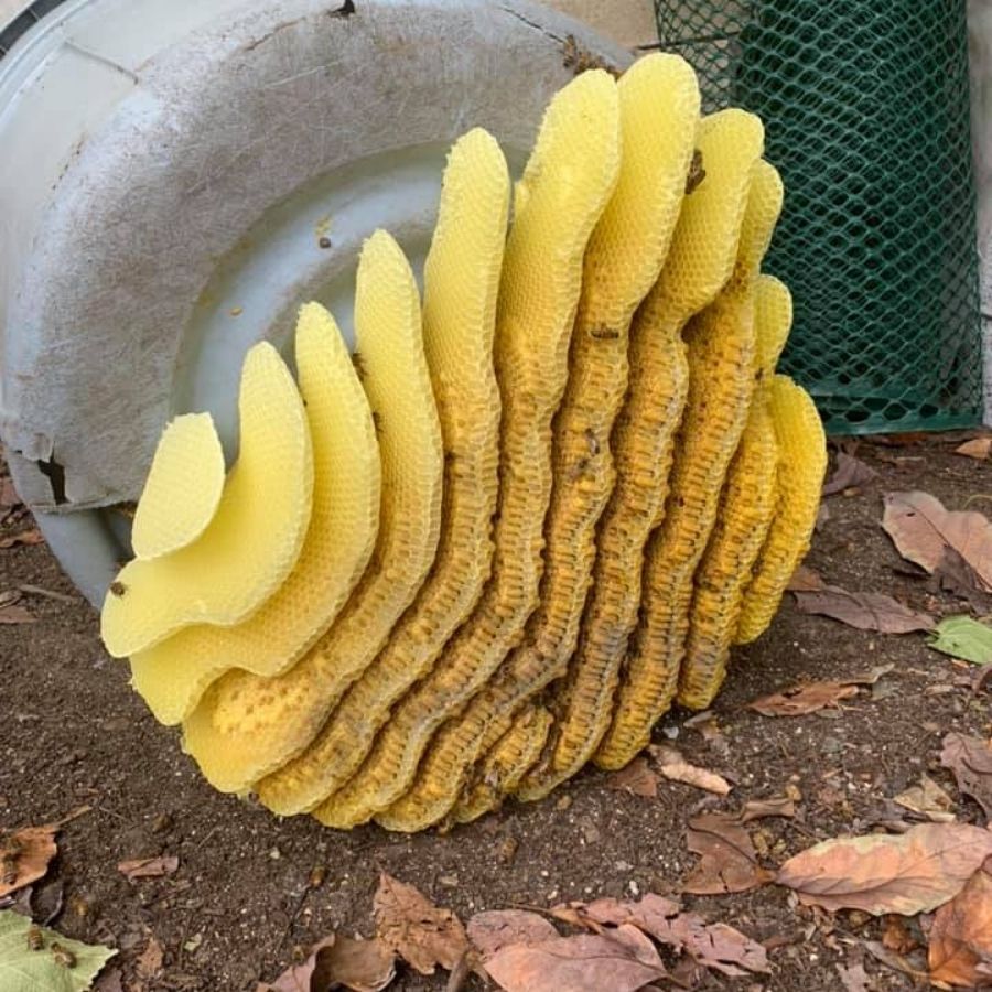 Honeycomb removal in Fullerton CA