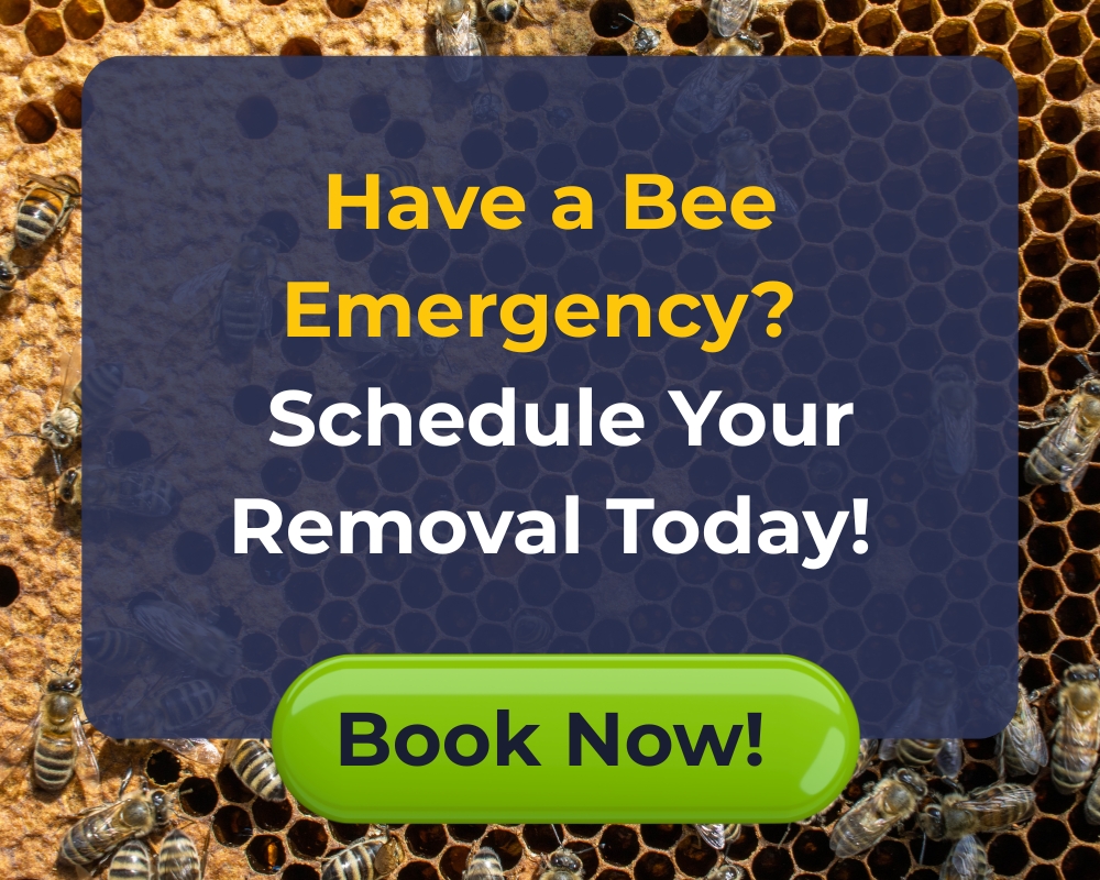 Affordable Bee Removal Services Near You