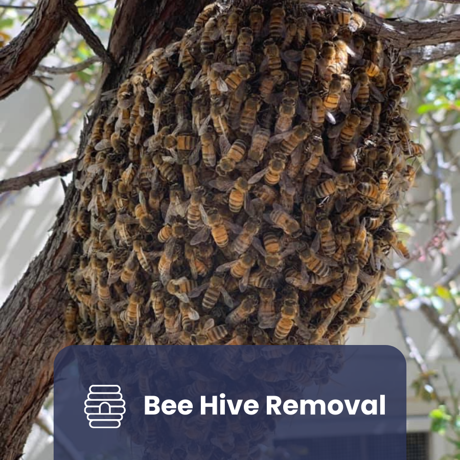 Bee Hive removal Service