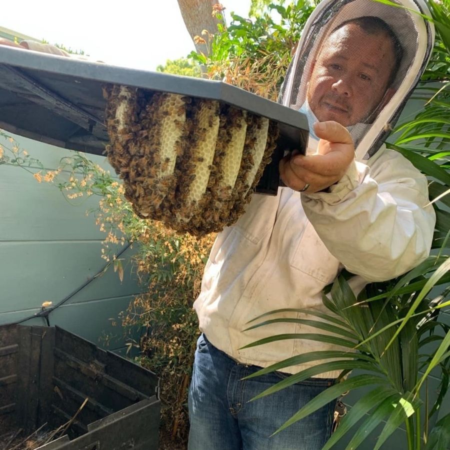 Bee Relocation in Lancaster Ca 