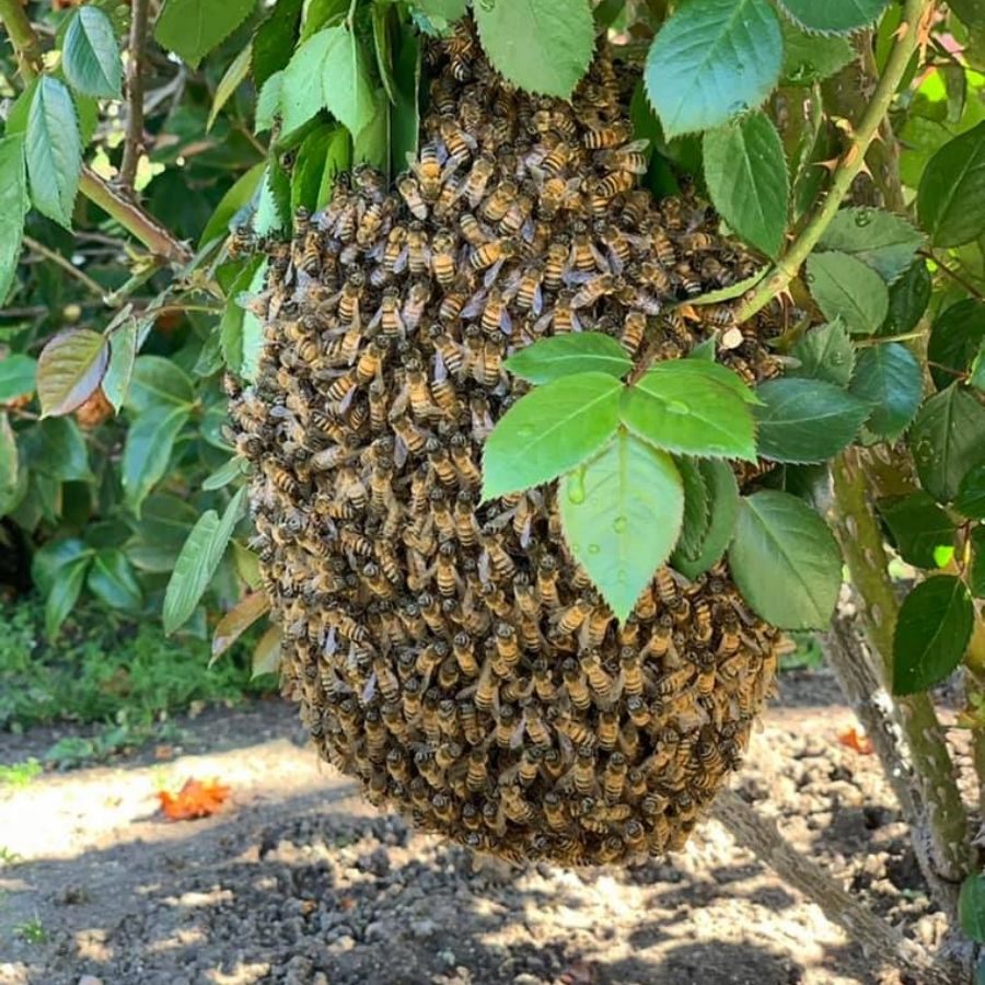 Bee Swarm Removal in Orange CA
