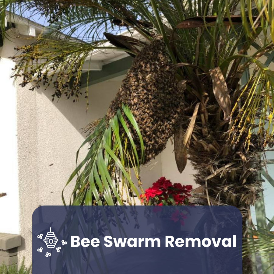 Bee Swarm Removal Service