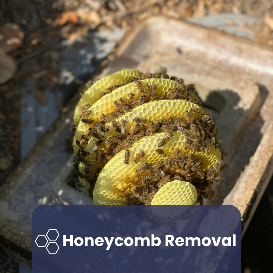 Honeycomb Removal Service