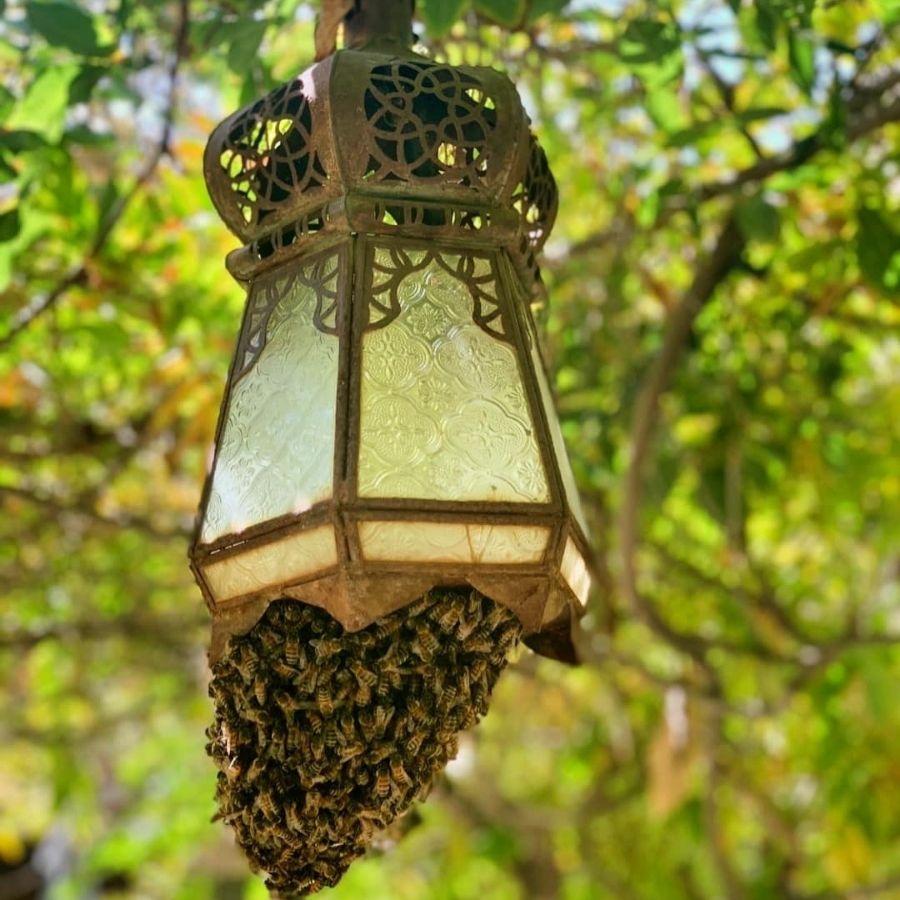 Professional Bee Relocation Near You