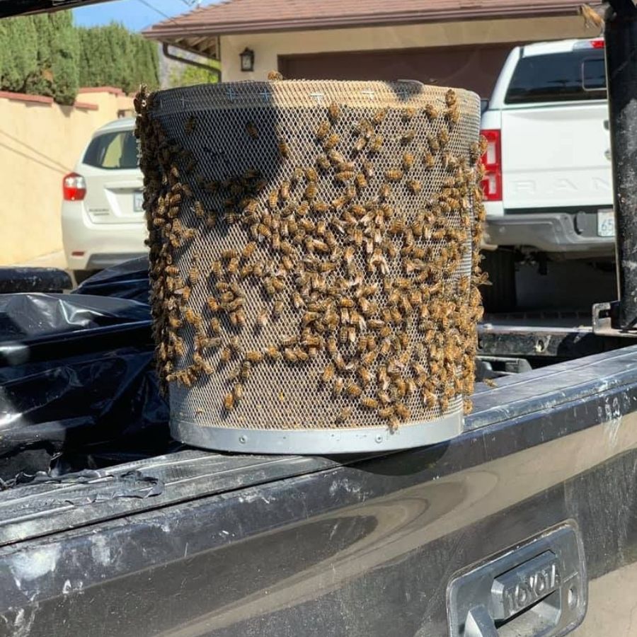 Professional Bee Swarm Removal Near You
