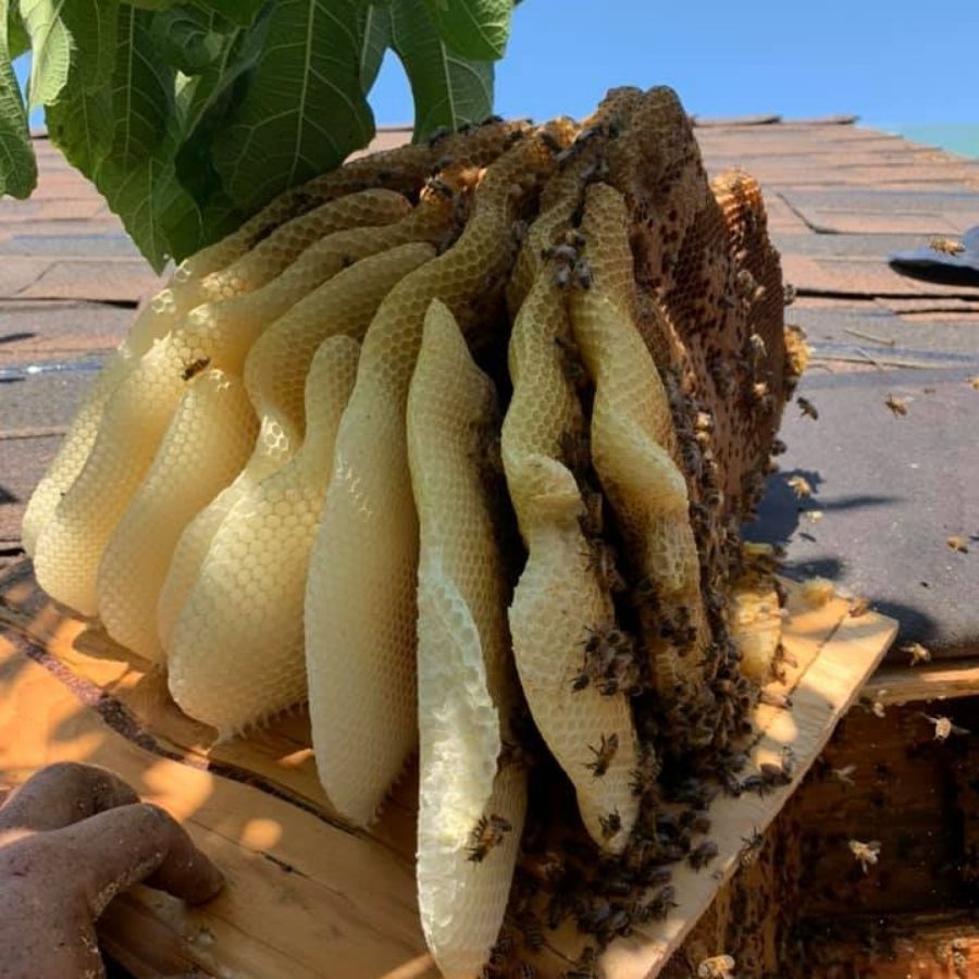 Professional Honeycomb Removal Near You
