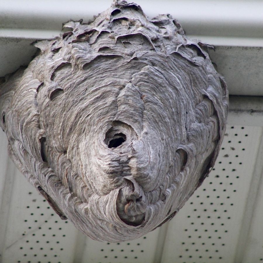 Wasp Removal In Pasadena CA