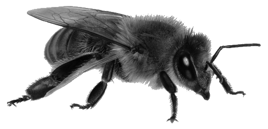 Wasp Transparent