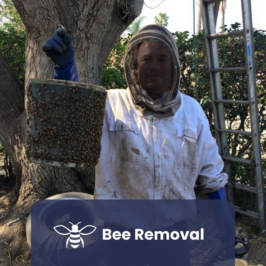 Bee removal Service