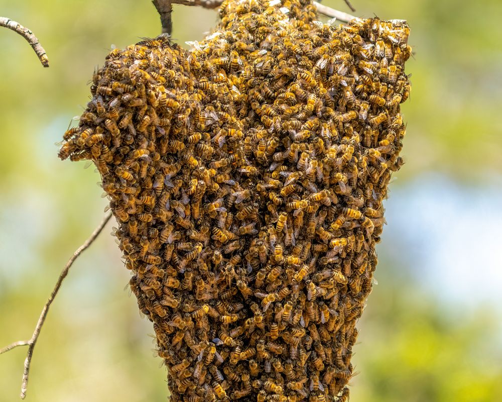 Buzzing Harmony: Bee-Friendly Removal Services in Los Angeles