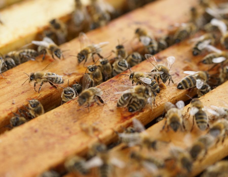 Commercial Bee Removal Cost in Los Angeles